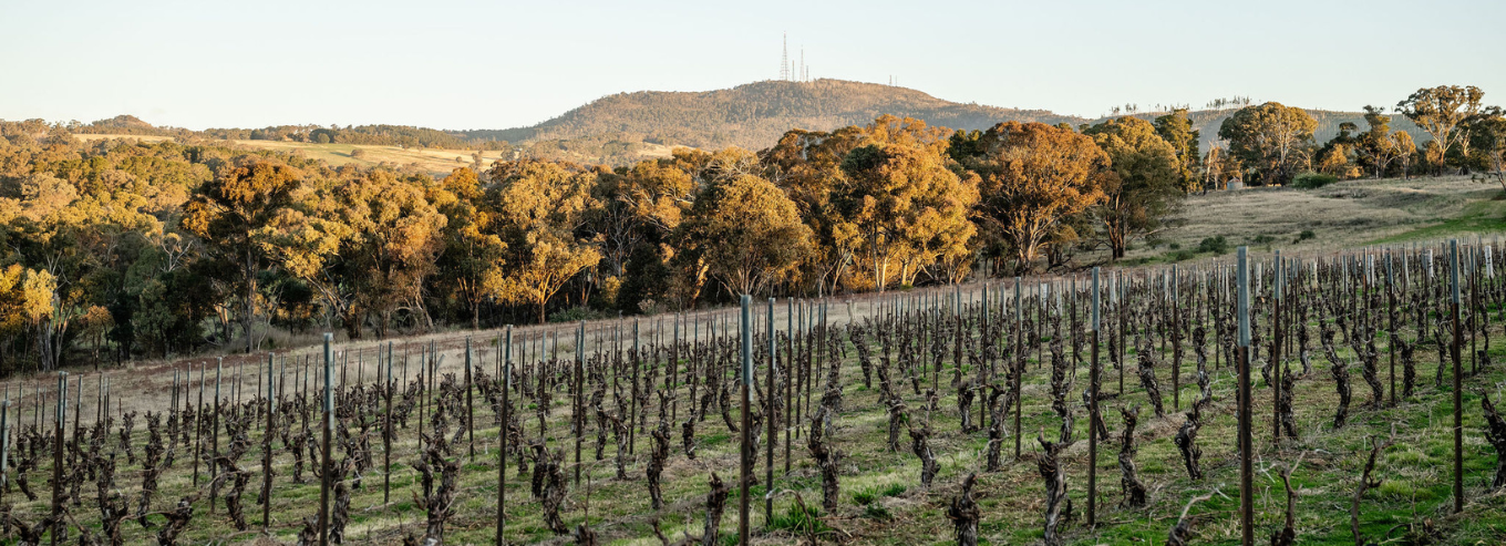 Canobolas Wines vineyard